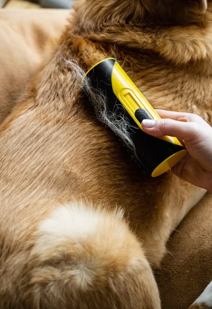 Loose coat being lifted from a dog during a deshed treatment at Wag Avenue
