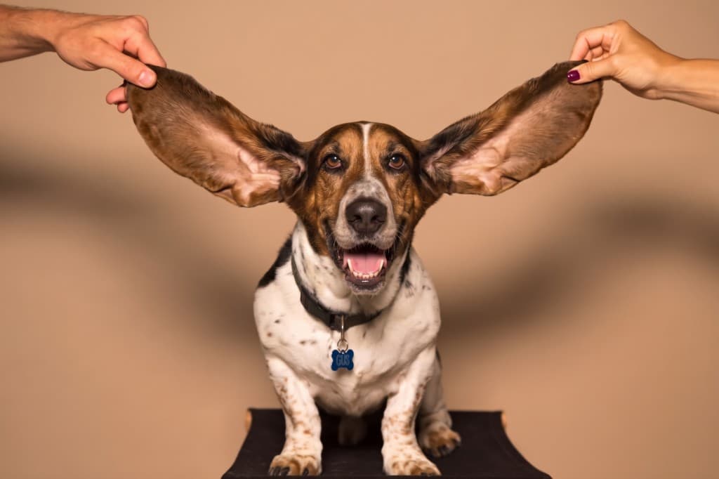 Basset with ears held for gentle ear care at Wag Avenue