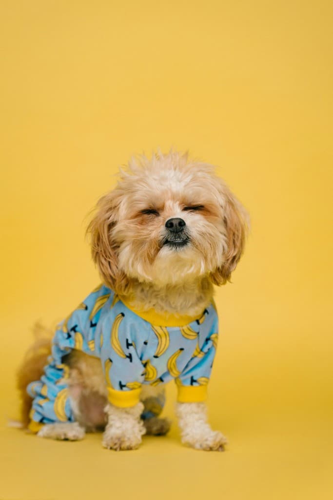 Small dog after a tidy hygiene trim at Wag Avenue