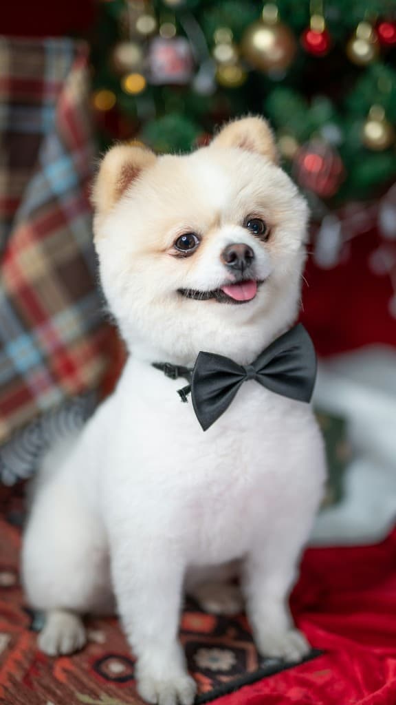 Freshly groomed Pomeranian after a full groom at Wag Avenue